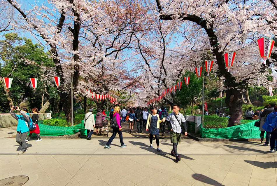 Ueno Sakura Matsuri